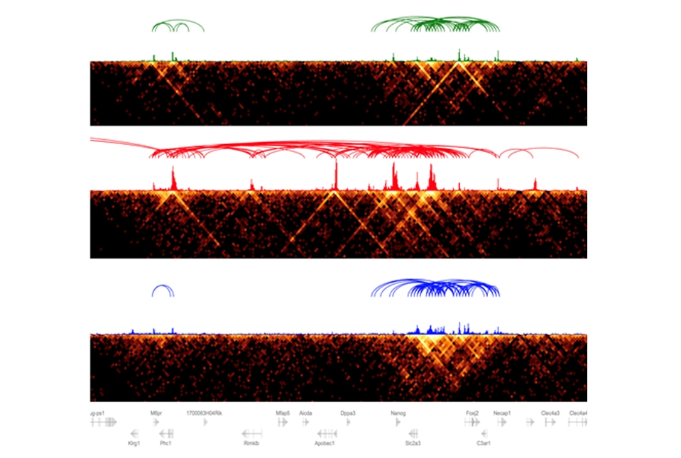 heat map, arcs and tracks representing chromatin rewiring during development