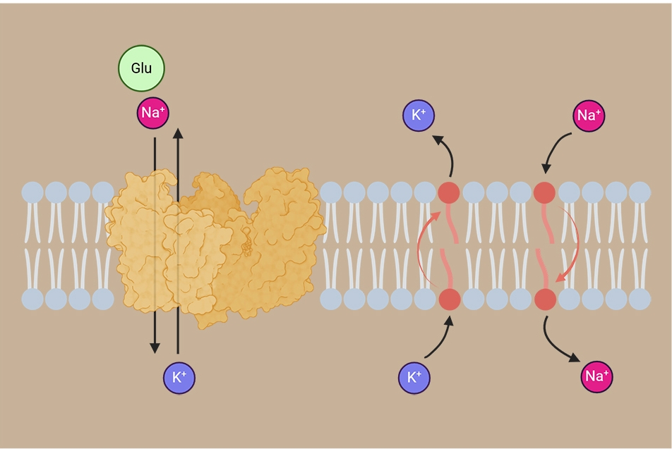 diagram of plasma membrane with ions and glutamate transporter