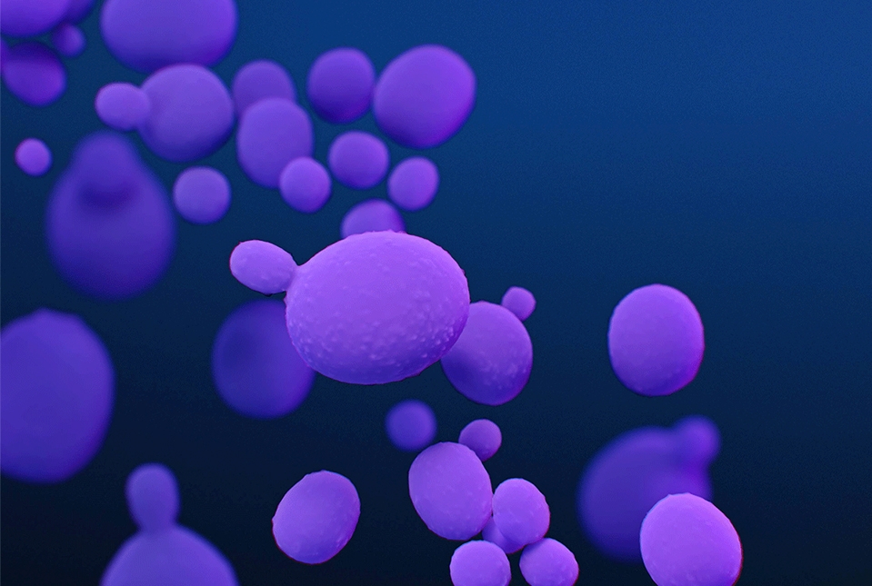 Illustration of Candida auris
