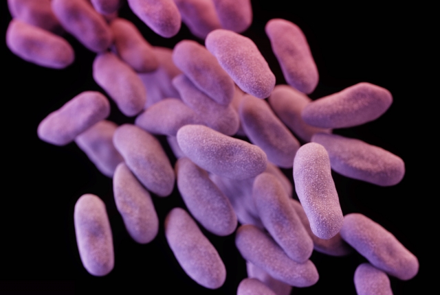 Enterobacteriaceae