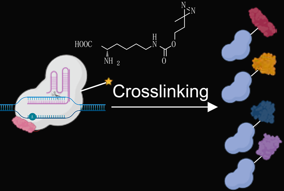 picture of molecules being crosslinked