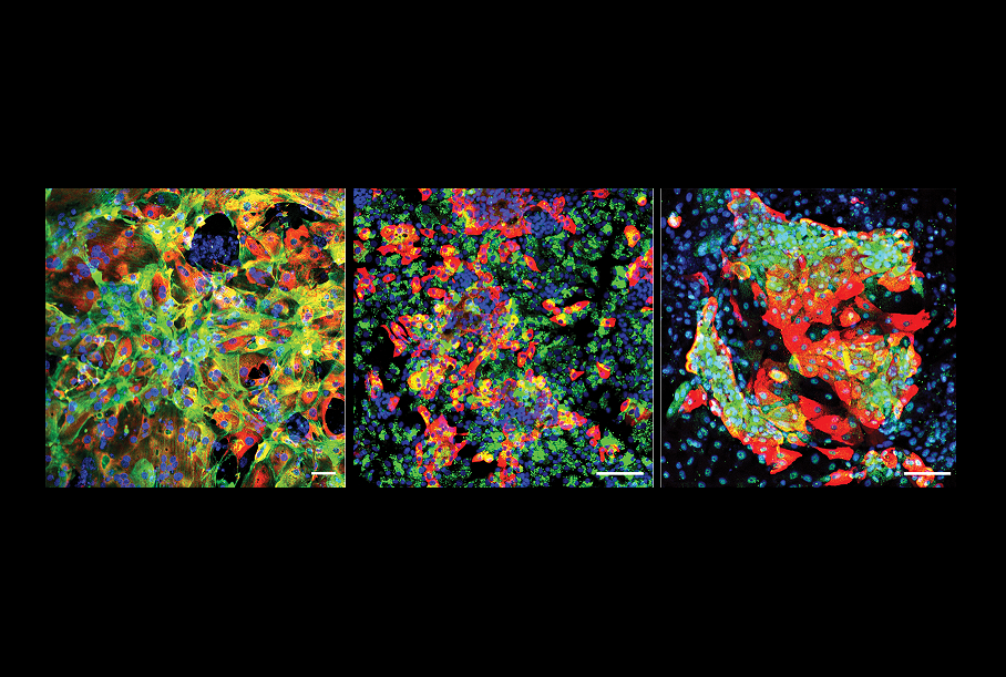 microscopic image