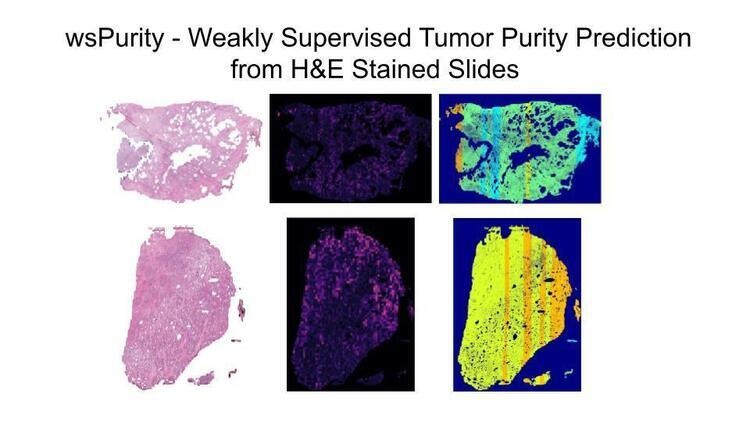 stained slides