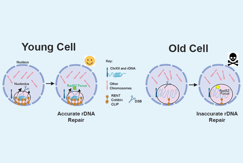 nucleolus rDNA repair
