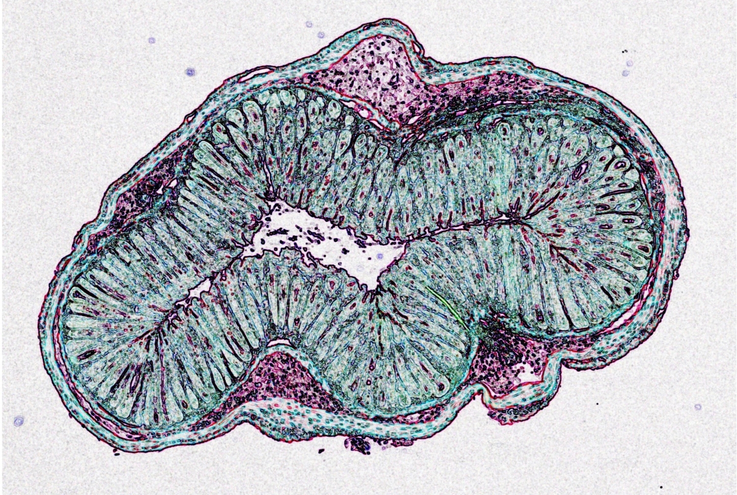 healthy mouse intestine