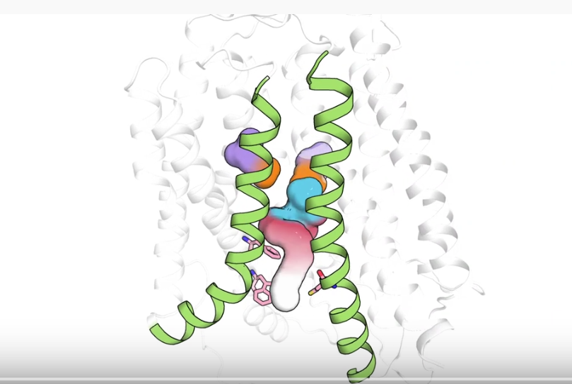 molecular image showing molecule engaging membrane protein