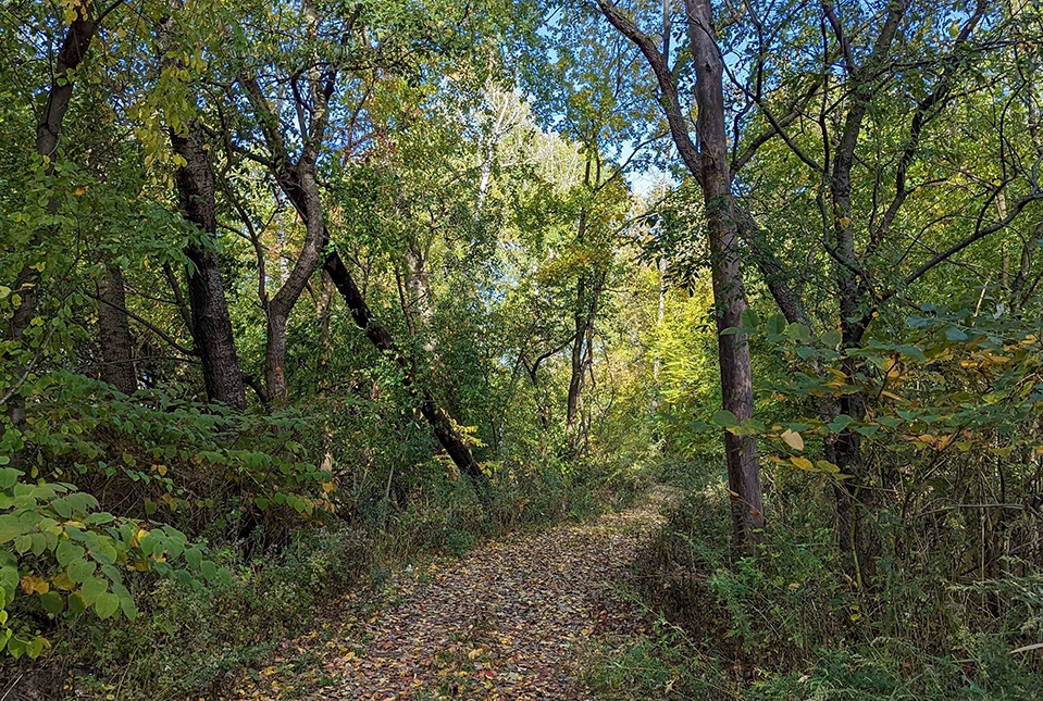 photograph of path through trees