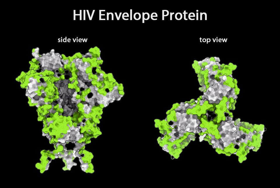 HIV Envelope protein 3D-views