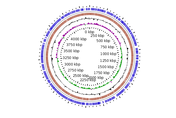 circular genome of O. splanchnicus