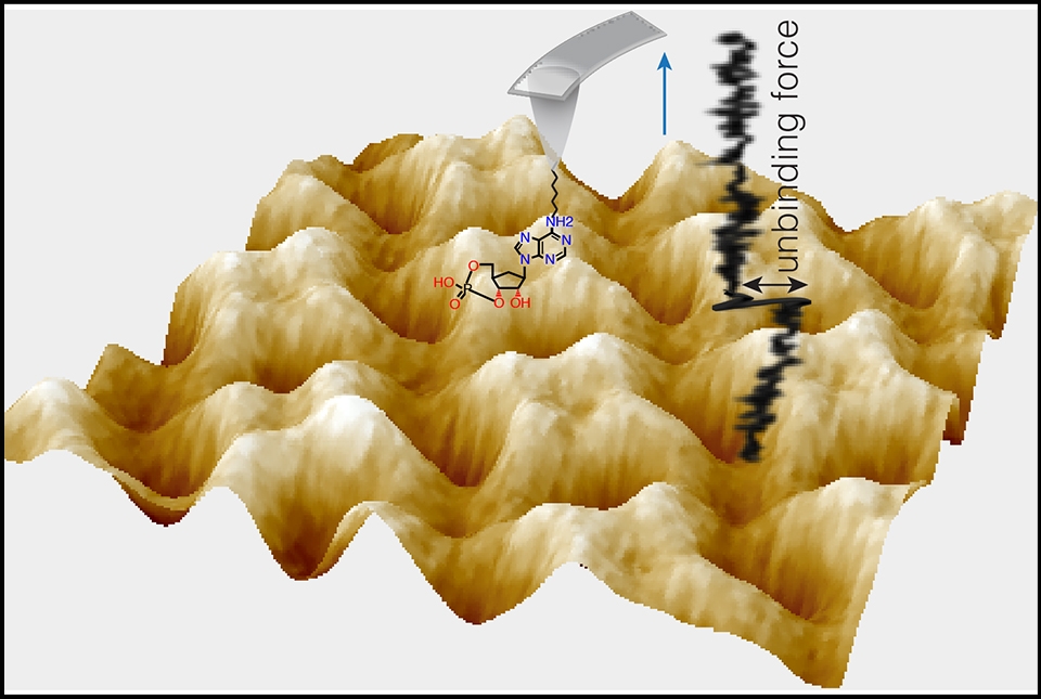 atomic force microscopy of cAMP and cGMP