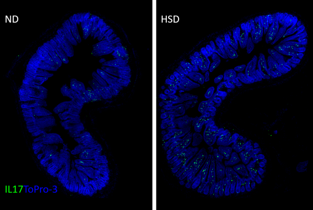 two images comparing cells in a layer of mouse intestine: the sample from the mouse with a high-salt diet has accumulated more white blood cells than the normal diet mouse sample