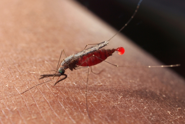 mosquito on skin
