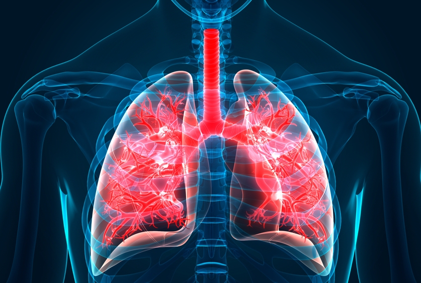 A 3D Illustration of the Human Respiratory System Lungs Anatomy