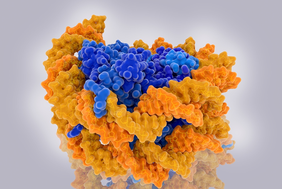 yellow structure representing DNA wrapped around blue structure representing histones