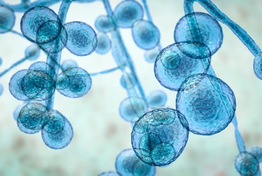 an illustration of fungi