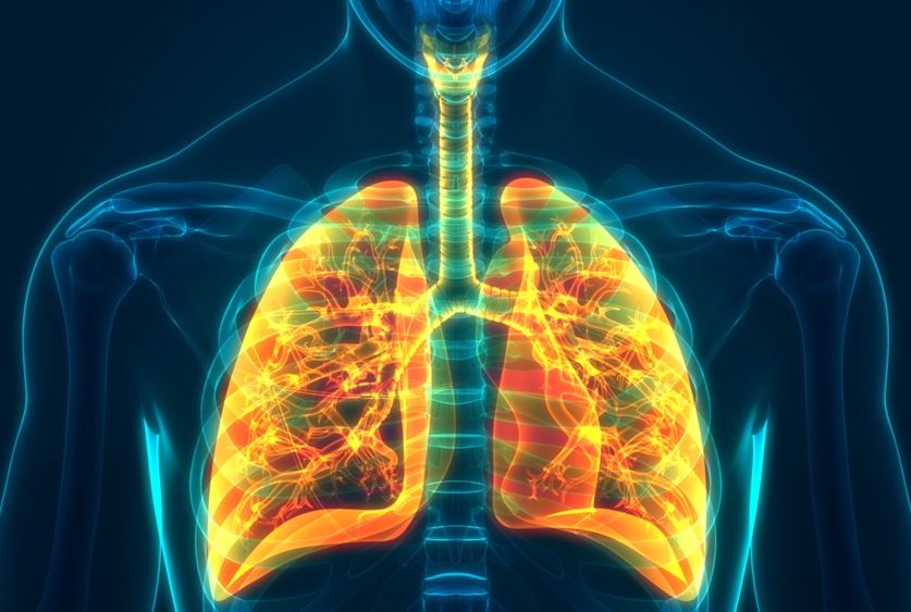 stock image of lungs