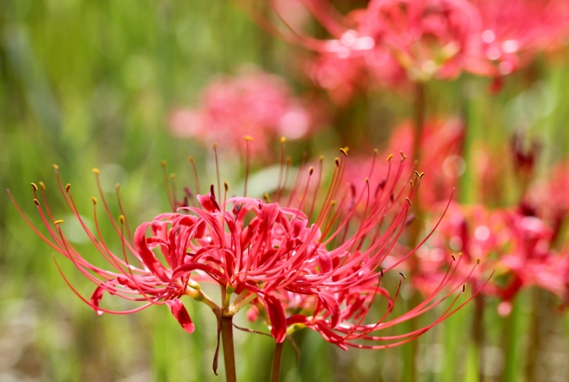 red spider lilies