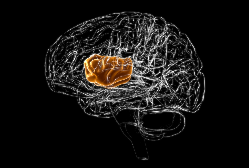 drawing of brain with insular cortex in orange