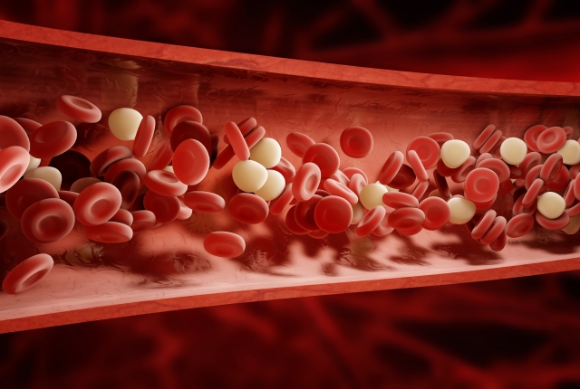 red and white blood cells in blood vessel illustration