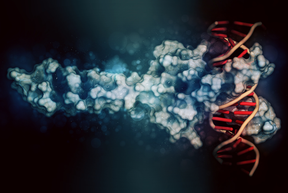 space filling model of transcription factor bound to DNA