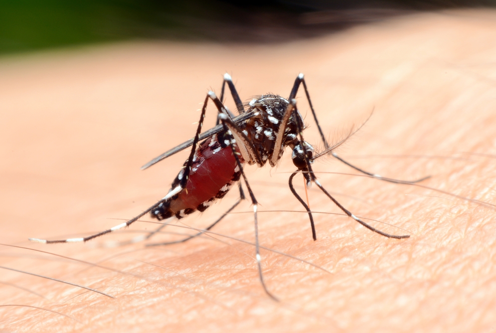 image of mosquito on skin