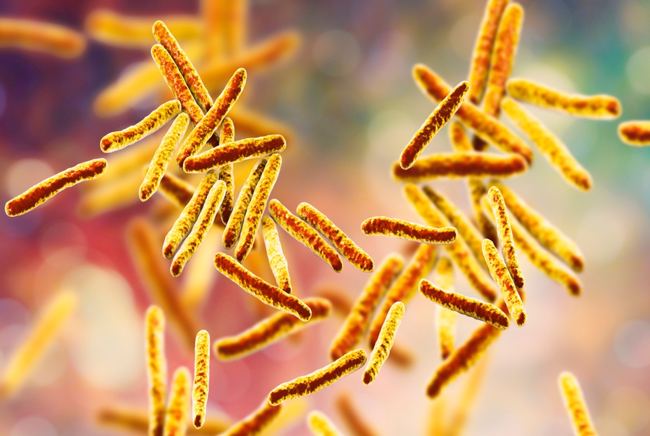 bacteria Mycobacterium tuberculosis