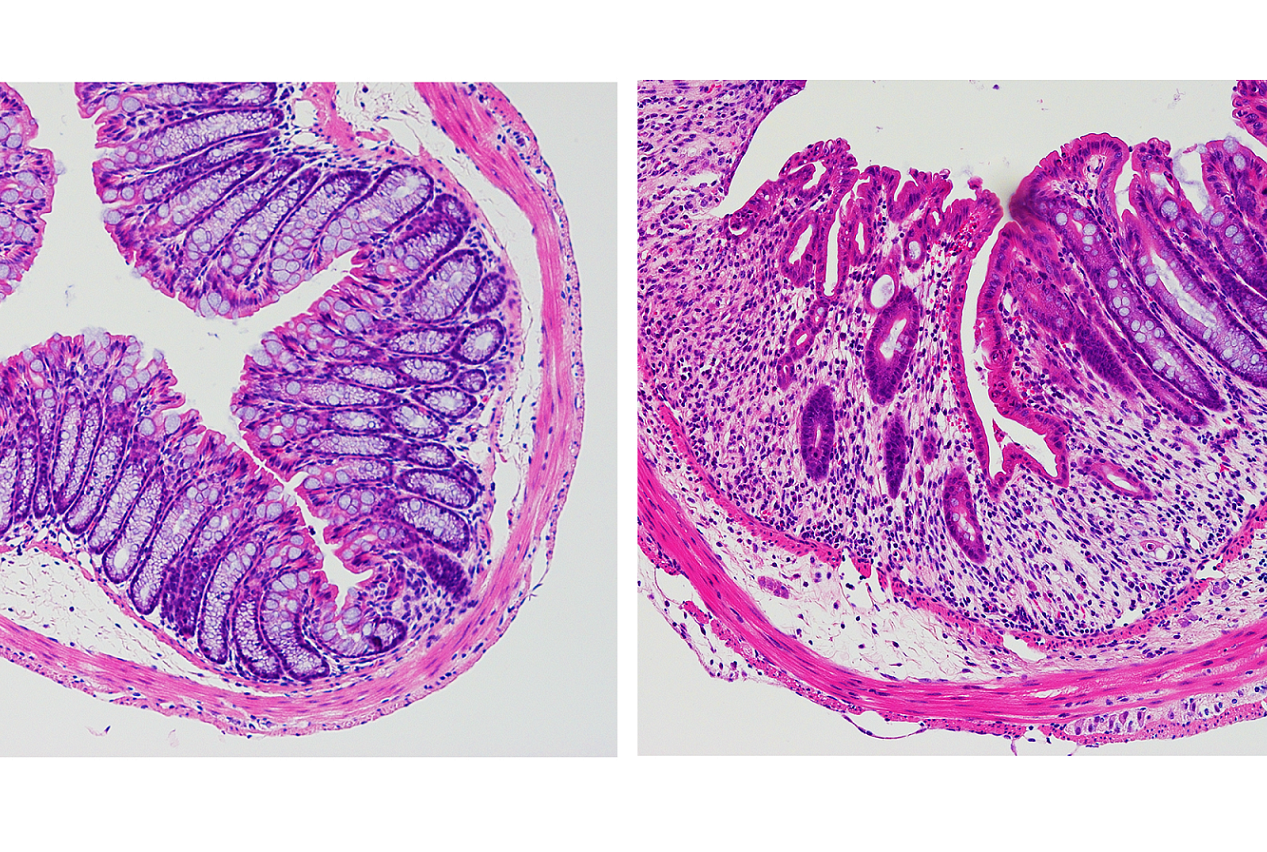 cells under a microscope