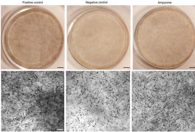 three petri dishes with skin cells above microscopic images of the cells