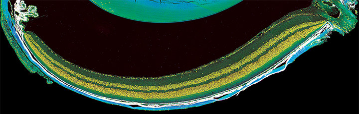 Visual Function Core Banner