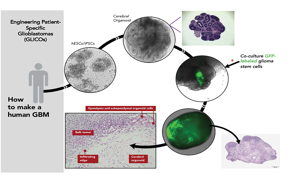 diagram showing how to make a GLICO