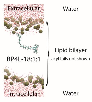 Potential Neuropathic Pain Treatment Shows Promise in Preclinical Tests, Newsroom