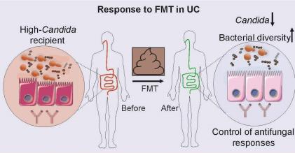 graphical illustration of  Candida levels