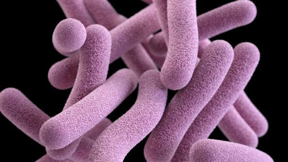 image of Mycobacterium tuberculosis, the bacterium that causes tuberculosis