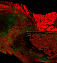 Periosteal stem cells (green) in the mouse skull at post-natal day 15.