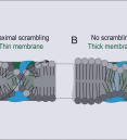 model of lipid scrambling in cell membrane
