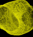 a yellow scientific image against a black backdrop
