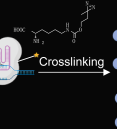 picture of molecules being crosslinked