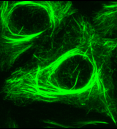 taxanes targeting microtubules