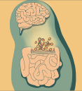 illustration of the brain and gut