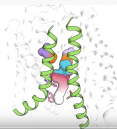 molecular image showing molecule engaging membrane protein