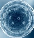illustration of chromatin in the nucleus