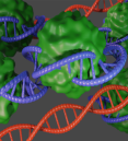 image of DNA wrapped around protein complex