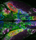 image of zebrafish brain with excitatory and inhibitory neurons labeled in different colors