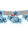 Calcium-gated potassium channel MthK in closed, open and inactivated states, from left to right.