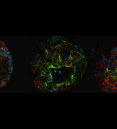 prostate organoids from genetically engineered mice