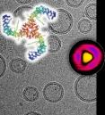 Composite of a cryo-electron microscopy image showing lipid vesicles with embedded Piezo channels, and the Piezo channel structure (top). Topography image of a single Piezo channel under force as recorded by high-speed atomic force microscopy (circle) and its lateral expansion in the membrane as a function of applied force (right). All images:Dr. Simon Scheuring.)