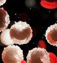red and white blood cell illustration