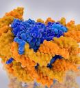 yellow structure representing DNA wrapped around blue structure representing histones