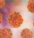 illustration of prostate cancer cells.