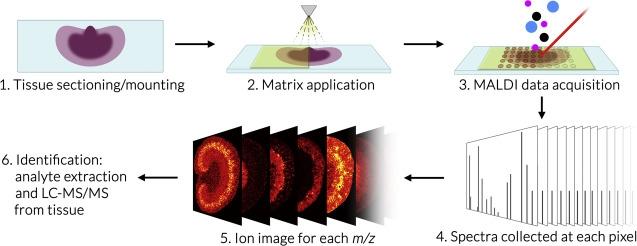 MALDI Imaging | Research | Weill Cornell Medicine